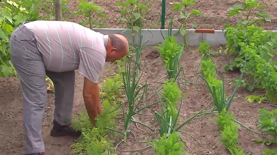 WORTELEN IN DE MOESTUIN