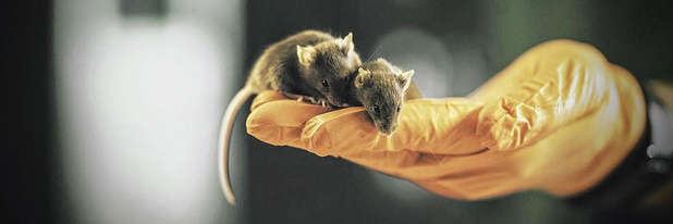 Van muizen en mensen