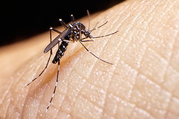 Sciensano vraagt blijvende oplettendheid voor tijgermuggen