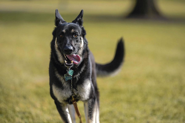 Les chiens au secours des USA 