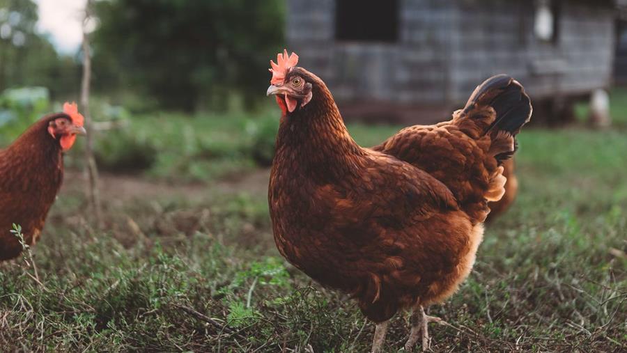 Alles over kippenhokken en kippenrennen