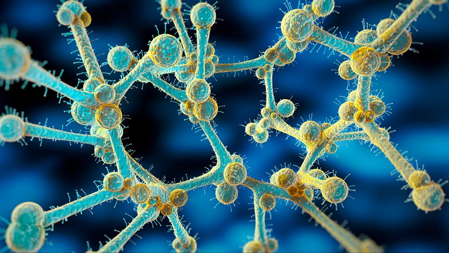 Gevaarlijke schimmel verspreidt zich in Europese ziekenhuizen