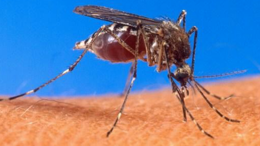 Griekenland: Zeven doden door westnijlkoorts