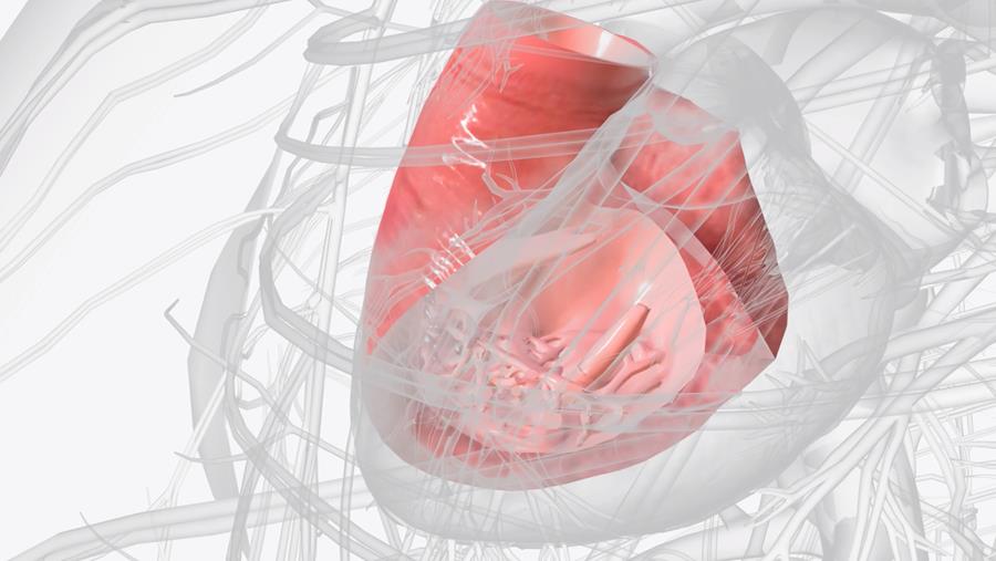 Eén baby op honderd geboren met hartafwijking