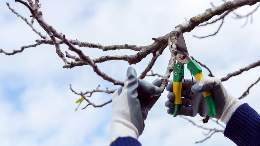 Tips en valkuilen bij het snoeien