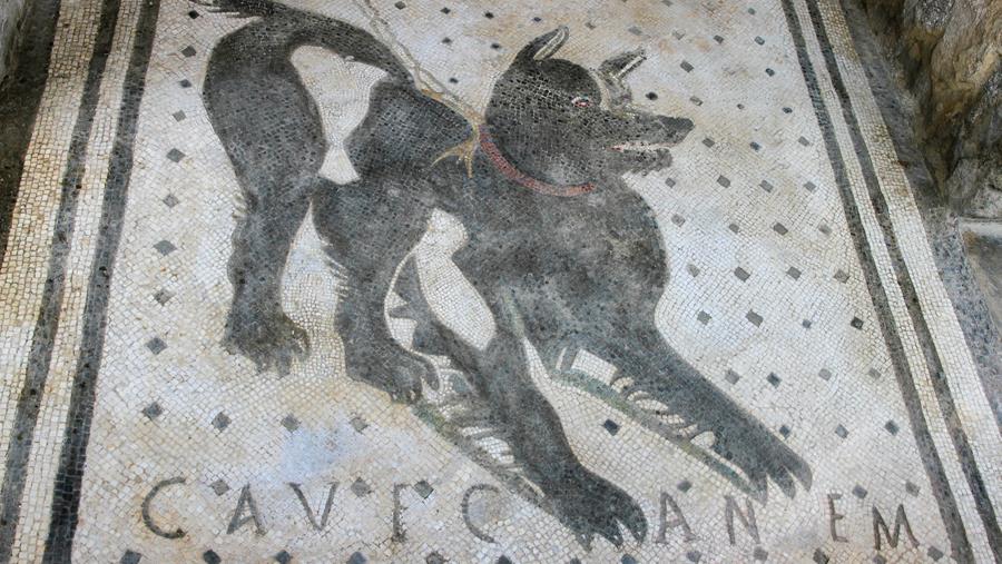 Have a bite! Hondenbeten op de werkvloer