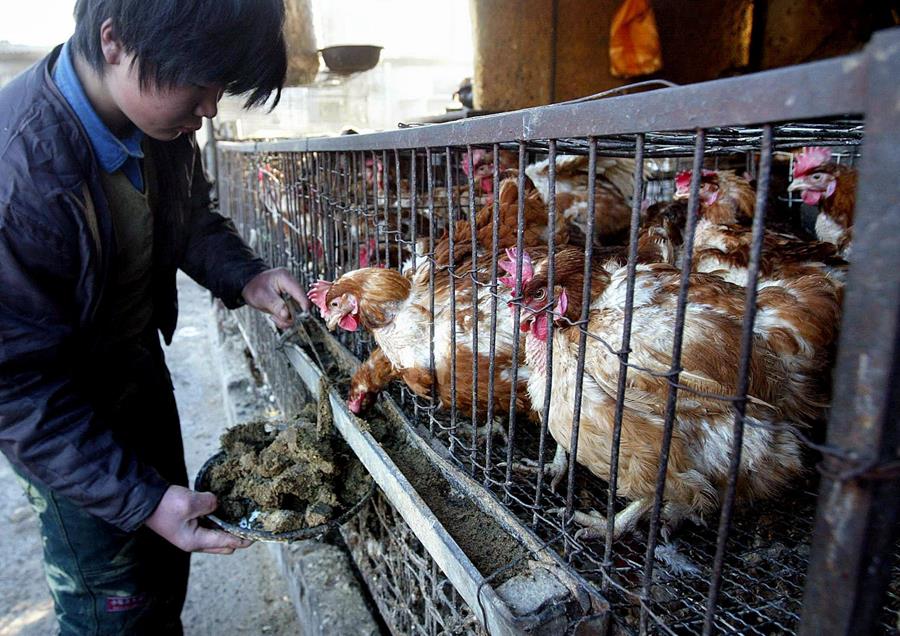 Après le Covid, l’OMS teste la solidité réelle des États face à la prochaine crise