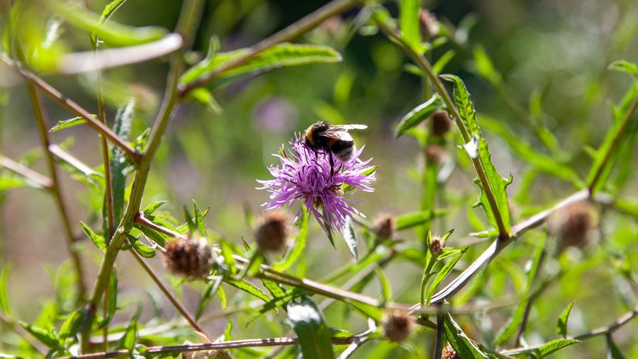 Les jardins sans pesticides gagnent du terrain